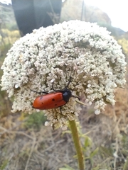 Mylabris quadripunctata