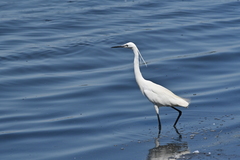 Egretta garzetta