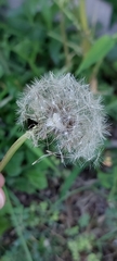 Taraxacum erythrospermum