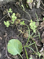 Trifolium kentuckiense