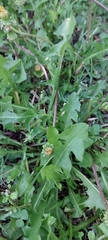 Taraxacum erythrospermum
