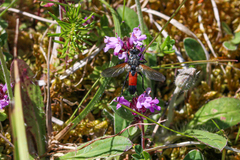 Cylindromyia brassicaria
