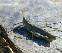 Bryodemella tuberculata