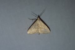 Macrochilo litophora