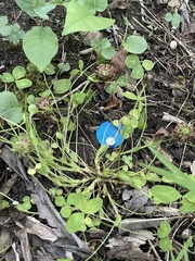 Trifolium kentuckiense
