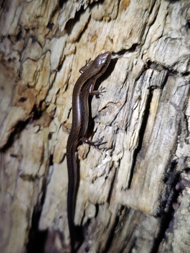 Apatani East-Himalayan Skink, Protoblepharus apatani