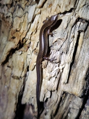 Protoblepharus apatani