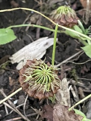 Trifolium kentuckiense