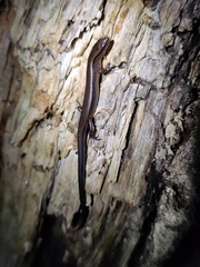 Protoblepharus apatani