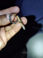 Protoblepharus apatani