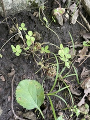 Trifolium kentuckiense