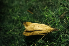 Dichomeris limosellus