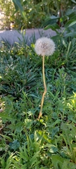 Taraxacum erythrospermum