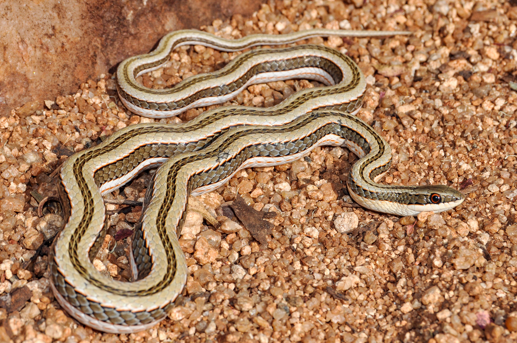 Striped Skaapsteker