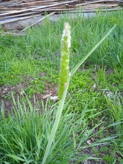 Alopecurus arundinaceus