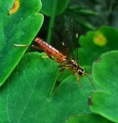 Tenthredopsis litterata