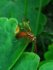 Tenthredopsis litterata