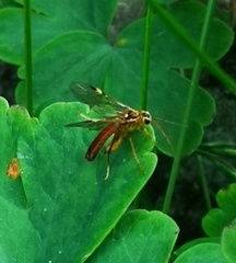 Tenthredopsis litterata
