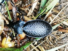 Carabus cavernosus cavernosus