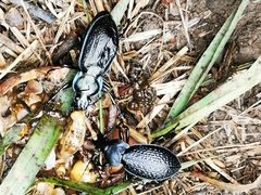 Carabus cavernosus cavernosus
