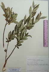 Salix serissima