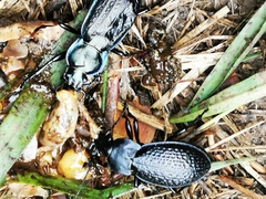 Carabus cavernosus cavernosus