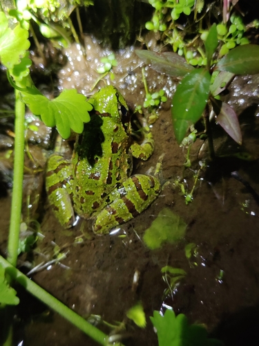 Cona Paa Frog, Nanorana conaensis
