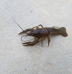 Faxonius punctimanus