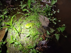 Zhangixalus burmanus