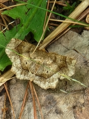 Metarranthis indeclinata