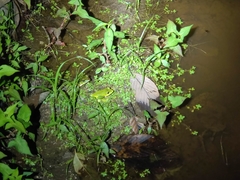 Zhangixalus burmanus