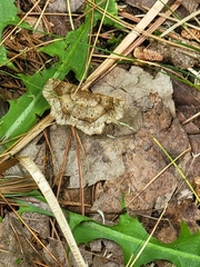 Metarranthis indeclinata