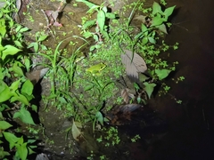 Zhangixalus burmanus