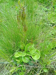 Soldanella montana