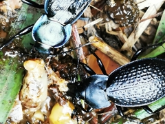 Carabus cavernosus cavernosus