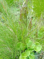 Soldanella montana