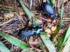 Carabus cavernosus cavernosus