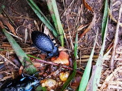 Carabus cavernosus cavernosus