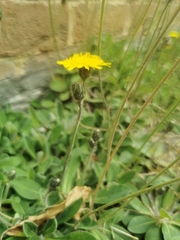 Pilosella flagellaris