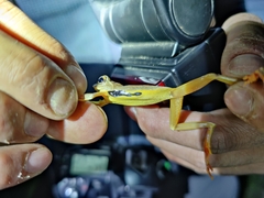 Rhacophorus subansiriensis