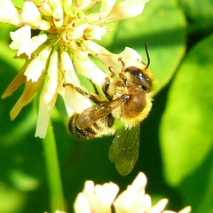 Megachile ericetorum