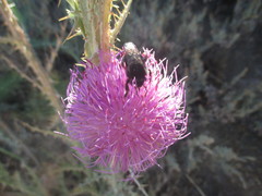 Bombus terrestris canariensis