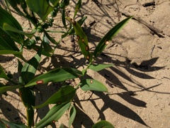 Phyllosticta cruenta