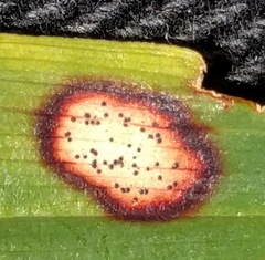 Phyllosticta cruenta