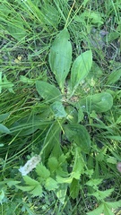 Plantago urvillei