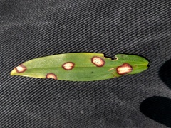 Phyllosticta cruenta