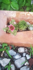 Sempervivum arachnoideum