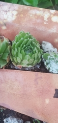 Sempervivum arachnoideum