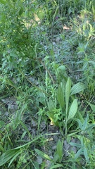 Plantago urvillei