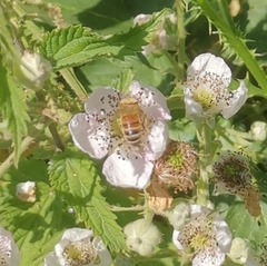 Apis mellifera
